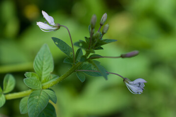 Cleome rutidosperma commonly known as Fringed Spider Flower or Purple Cleome is a species of flowering plant in the genus Cleome of the family Cleomaceae, native to Tropical Africa. 