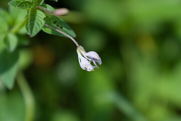 Cleome rutidosperma commonly known as Fringed Spider Flower or Purple Cleome is a species of flowering plant in the genus Cleome of the family Cleomaceae, native to Tropical Africa. 