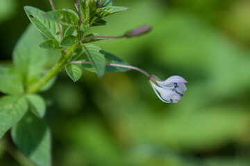Cleome rutidosperma commonly known as Fringed Spider Flower or Purple Cleome is a species of flowering plant in the genus Cleome of the family Cleomaceae, native to Tropical Africa. 
