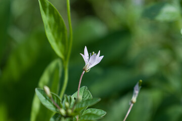 Cleome rutidosperma commonly known as Fringed Spider Flower or Purple Cleome is a species of flowering plant in the genus Cleome of the family Cleomaceae, native to Tropical Africa. 