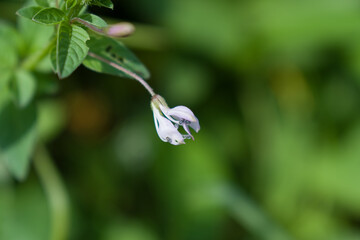 Cleome rutidosperma commonly known as Fringed Spider Flower or Purple Cleome is a species of flowering plant in the genus Cleome of the family Cleomaceae, native to Tropical Africa. 
