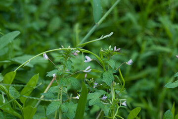 Cleome rutidosperma commonly known as Fringed Spider Flower or Purple Cleome is a species of flowering plant in the genus Cleome of the family Cleomaceae, native to Tropical Africa. 