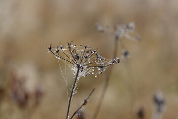 A close up of dry umbelliferous plant of ground elder (Aegopodium podagraria) shrouded by spiderweb in dew drops. Umbrella-shaped flowerhead of herb gerard with wet cobweb in a cold morning