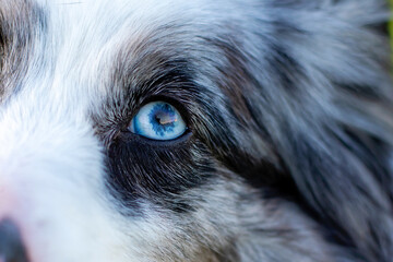 Australian Shepherd. Mini grey and white Aussie with blue eyes