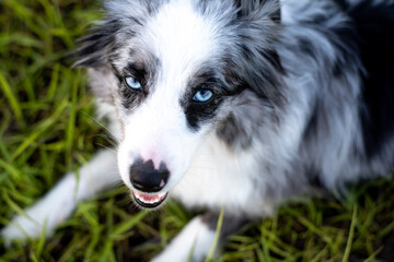 Australian Shepherd. Mini grey and white Aussie with blue eyes