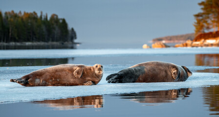 Fototapeta premium Seals resting on an ice floe in sunset light. The bearded seal, also called the square flipper seal. Scientific name: Erignathus barbatus. White sea, Russia