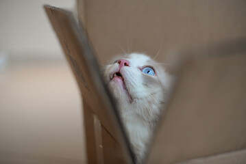Fat cute ragdoll cat hiding in paper box and looks up, cat funny moment