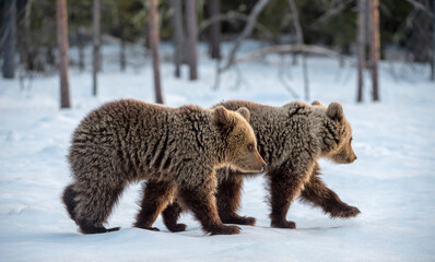 Obraz premium Bear cubs walking on the snow in winter forest. Wild nature. Natural habitat. Brown bear, Scientific name: Ursus Arctos Arctos.