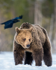 Fototapeta premium Wild Adult Brown Bear on the snow in winter forest. Close up. Scientific name: Ursus Arctos. Wild Nature. Natural Habitat.