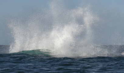 Spray after whale jump. Humpback whale jumping out of the water. The whale is spraying water.  South Africa.