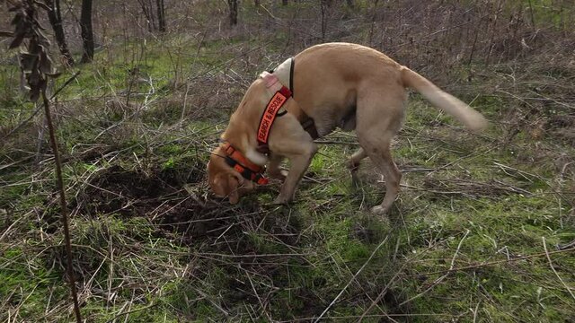 Search dog digging for human remains