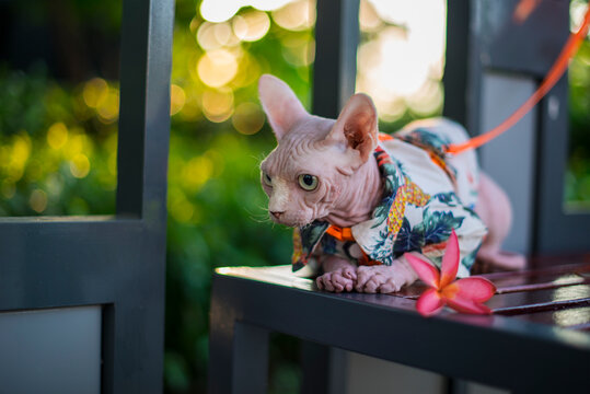 Sphinx hairless cat in coat sit on the park bench with a pink flower 