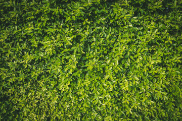 Wall full green leaf topical plants for background use.