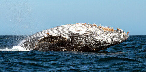 Humpback whale breaching. Humpback whale jumping out of the water. South Africa.