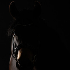 Horse black portraits low key, close up of the head lit from the right side..