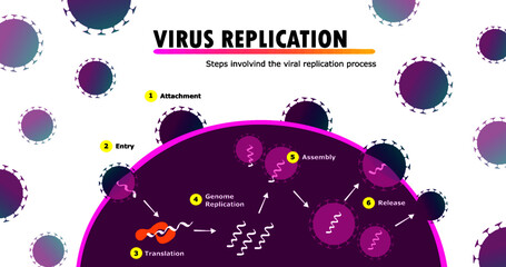 scientific infographic illustrating all stages of the replication cycle of virus genetic material within a human cell, attachment, entry, decoding, multiplication, assembly and release