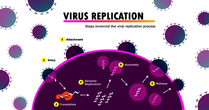 scientific infographic illustrating all stages of the replication cycle of virus genetic material within a human cell, attachment, entry, decoding, multiplication, assembly and release