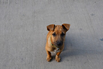 Brown short haired puppy sat with suspicion on the street. The dog with wrinkled faces looked at...