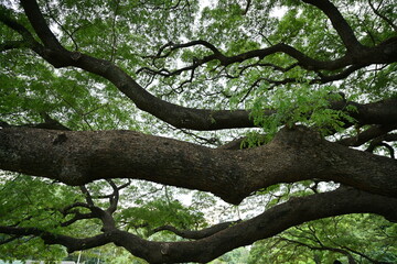 Fototapeta premium Large branches of the rain tree Scientific name Samanca Saman (Jacq) Merr. Is a medium-to-long-sized perennial plant that is popular for shade from a wide canopy. Providing wood for making furniture d