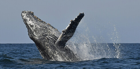 Humpback whale breaching. Humpback whale jumping out of the water. South Africa.