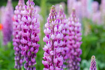 Obraz premium Beautiful lupine flowers in Ushuaia, Tierra del Fuego province, Argentina
