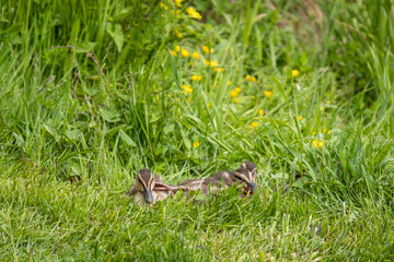three adorable fluffy ducklings resting behind tall green grasses near the pond in the park