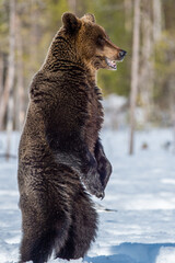 Brown bear with open mouth standing on his hind legs on the snow in winter forest. Scientific name: Ursus arctos. Wild nature, Natural habitat