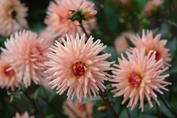 A close up of peachy-pink semi-cactus dahlias of the 'Preference' variety in a garden © prambuwesas