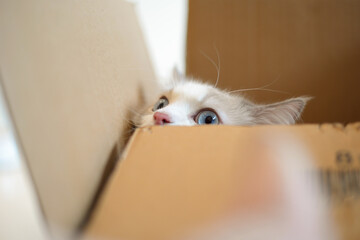 Fat cute ragdoll cat hiding in delivery box show half face, funny