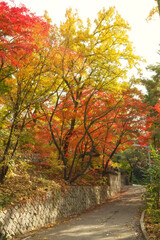 Colorful maple trees by the path