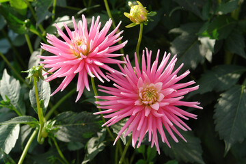 A close up of bright pink Dahlia flowers of the 'Park Princess' variety in the garden