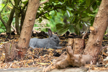 one cute grey rabbit laying on leaves covered ground behind small trees take a rest 