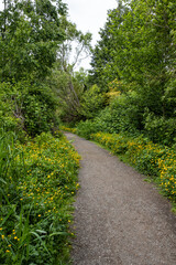 Fototapeta na wymiar path in the park with dense green foliage on both sides and tiny yellow flowers blooming among the bushes