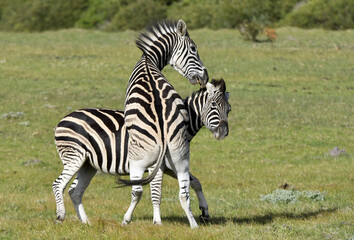 Burchell zebras playing in the field, zebras playing in nature reserve in South Africa.