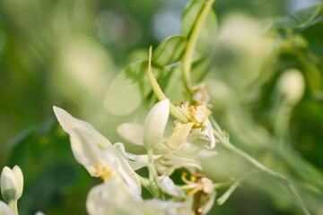 close up of moringa oleifera flower