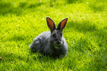 close up of a grey rabbit with white fur under the chin sitting on the green grass field under the shade on a sunny day