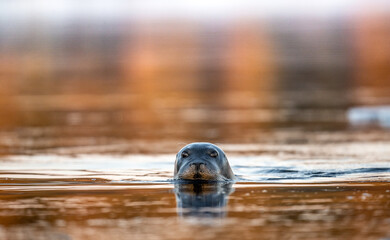Swimming seal in the reflection of the sunset. The bearded seal, also called the square flipper seal. Scientific name: Erignathus barbatus. White sea, Russia