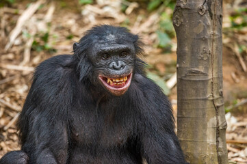 Portrait of smiling Bonobo. Close up. Scientific name: Pan paniscus. Democratic Republic of Congo. Africa.