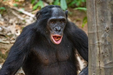 Portrait of Bonobo with open mouth. Close up. Scientific name: Pan paniscus. Democratic Republic of Congo. Africa.