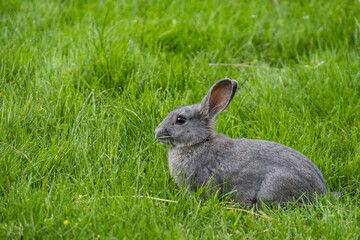 close up of an adorable grey rabbit eating while laying on green grass field