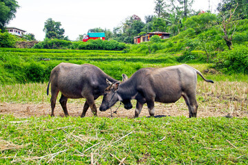 Fototapeta premium Water buffalo in a field near the town of Bukittinggi in West Sumatra, Indonesia.