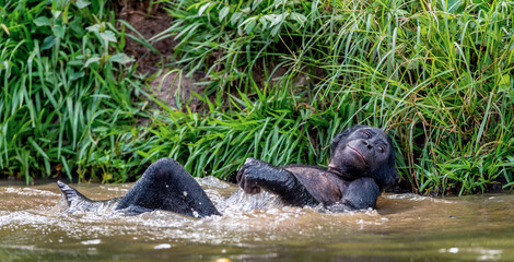Bonobo resting, lying flat in the water. Scientific name: Pan paniscus, sometimes called the pygmy chimpanzee. Democratic Republic of Congo. Africa