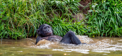 Bonobo resting, lying flat in the water. Scientific name: Pan paniscus, sometimes called the pygmy chimpanzee. Democratic Republic of Congo. Africa