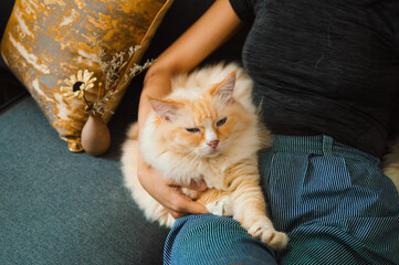 Girl hold yellow color ragdoll cat resting on dark blue sofa, the cat is lazy