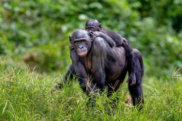 Bonobo Cub on the mother's back. Green natural background.  Scientific name: Pan paniscus. Democratic Republic of Congo. Africa