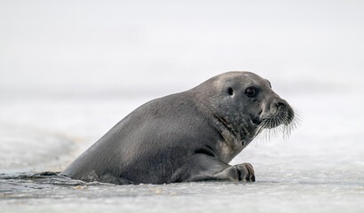 A seal tries to get out on an ice floe. The bearded seal, also called the square flipper seal....