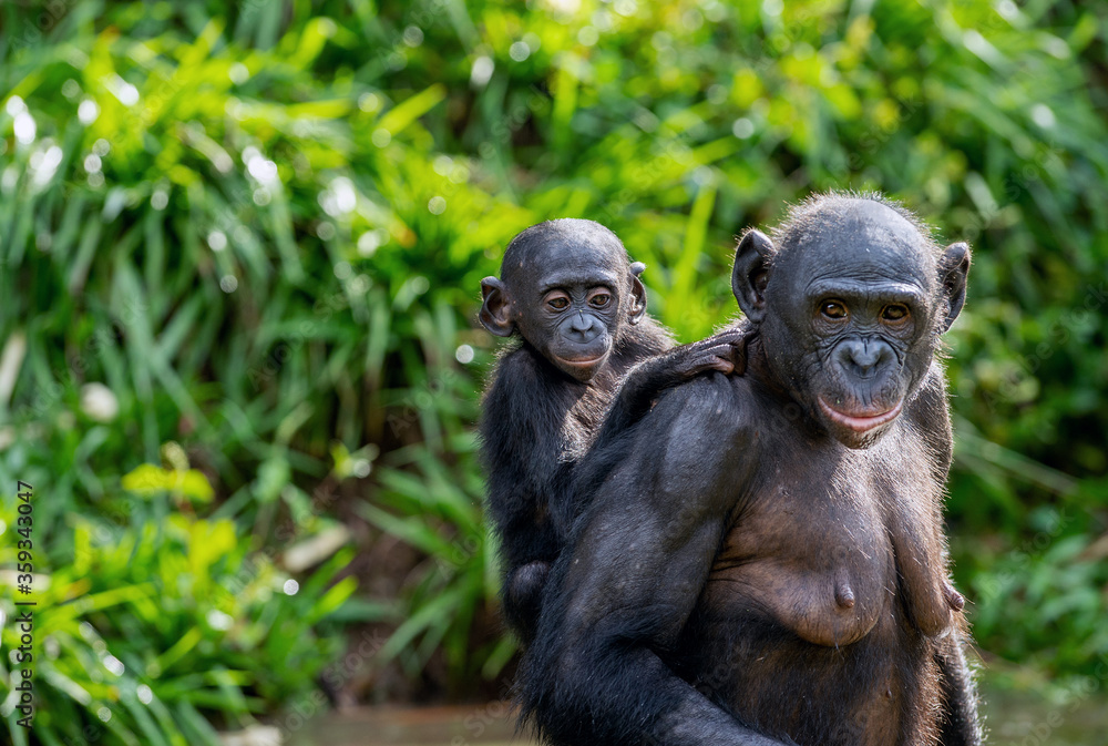 Wall mural Bonobo Cub on the mother's back. A bonobo with baby. Green natural background.  Scientific name: Pan paniscus. Democratic Republic of Congo. Africa.