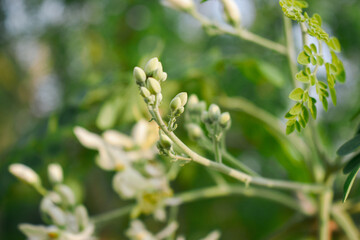 close up of moringa flower