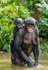 Bonobo Cub on the mother's back. A bonobo with baby is standing in the water. Green natural background.  Scientific name: Pan paniscus. Democratic Republic of Congo. Africa.