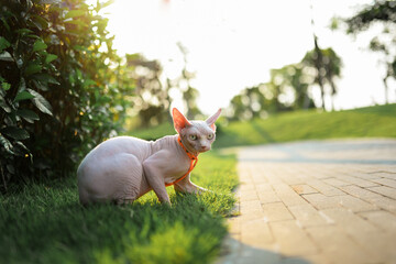 Hairless cat with pet collar traction rope play alone outside in grass, summer sunset time